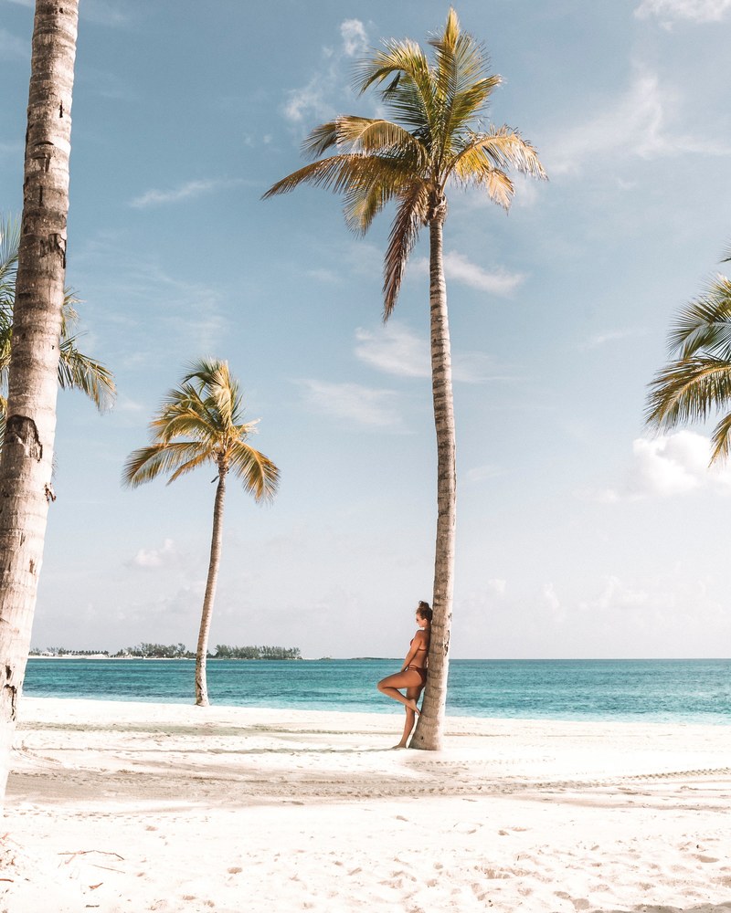 leaning palm 4k
