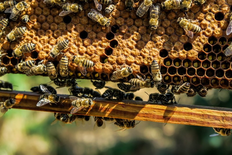 a bunch of hornets at their nest, _hornets nest 4k