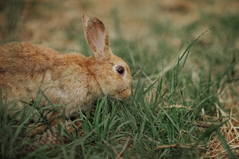 rabbit bunny brown and portrait 4k