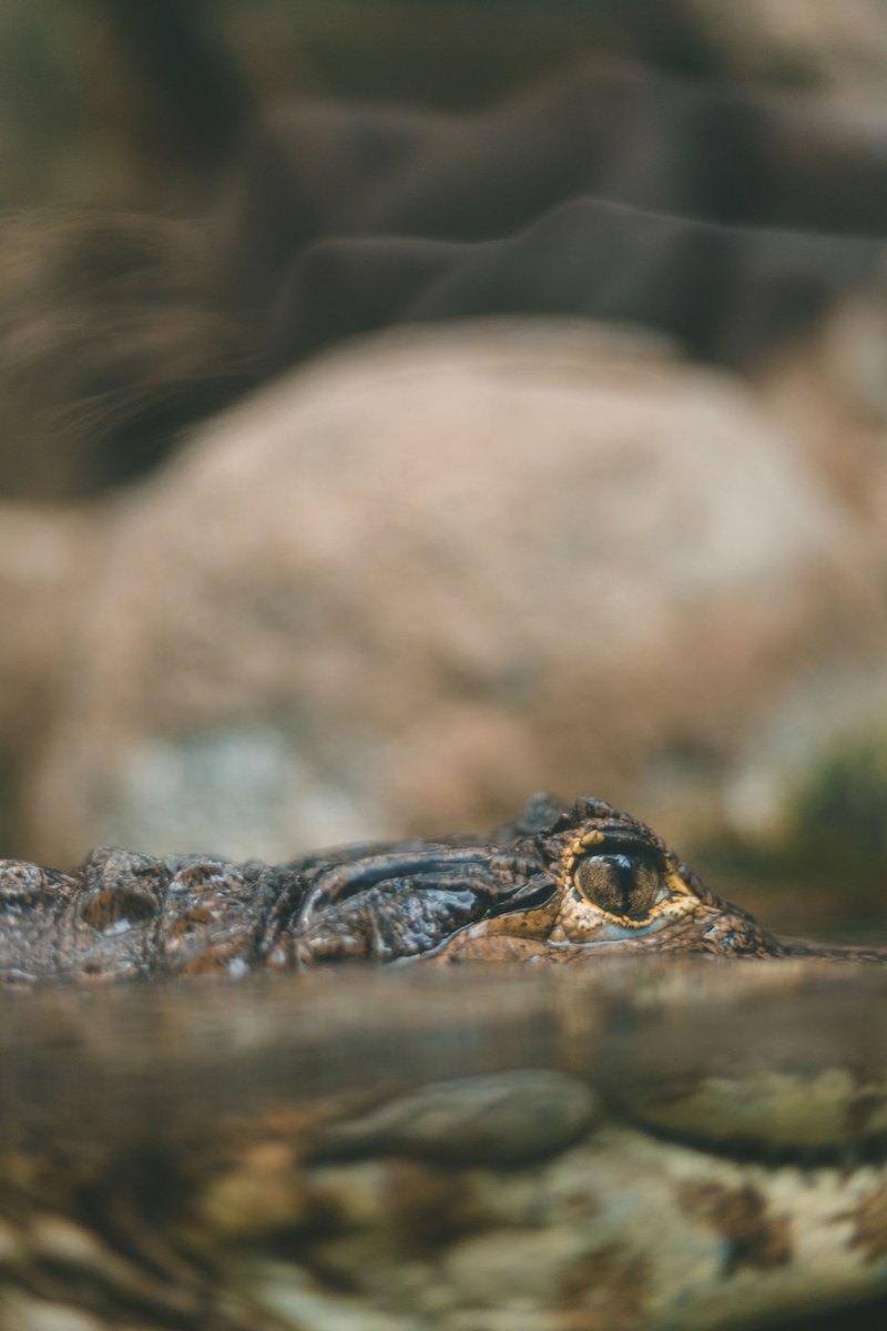 crocodile_ 4k