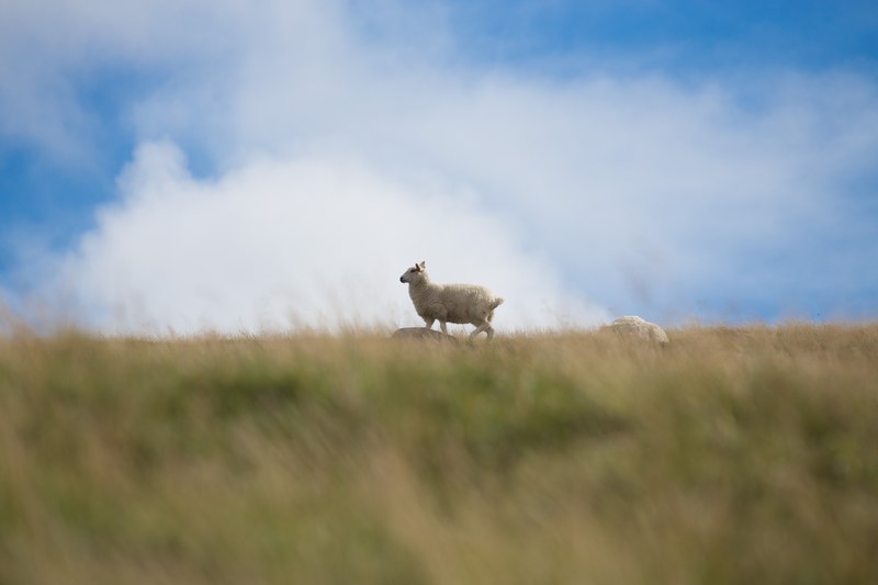 grass sheep animal and sky 4k
