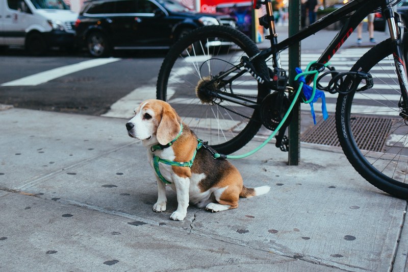 just a small lonely doggy 4k
