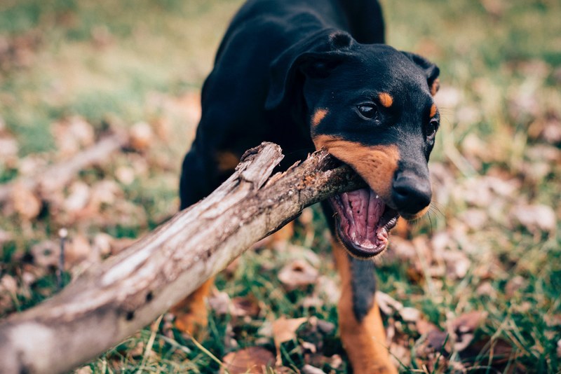 canine dog puppy and pup 4k
