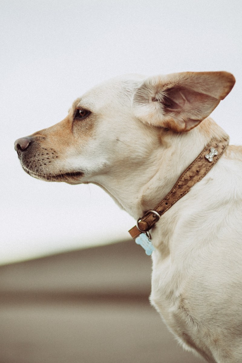 dog puppy canine and collar hd, 4k