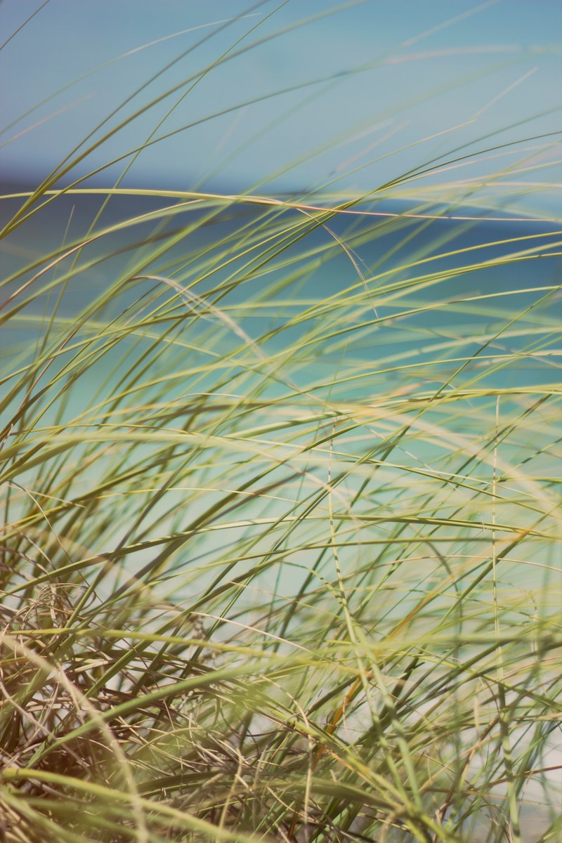 beach grass dune grass grass and plant hd, 4k