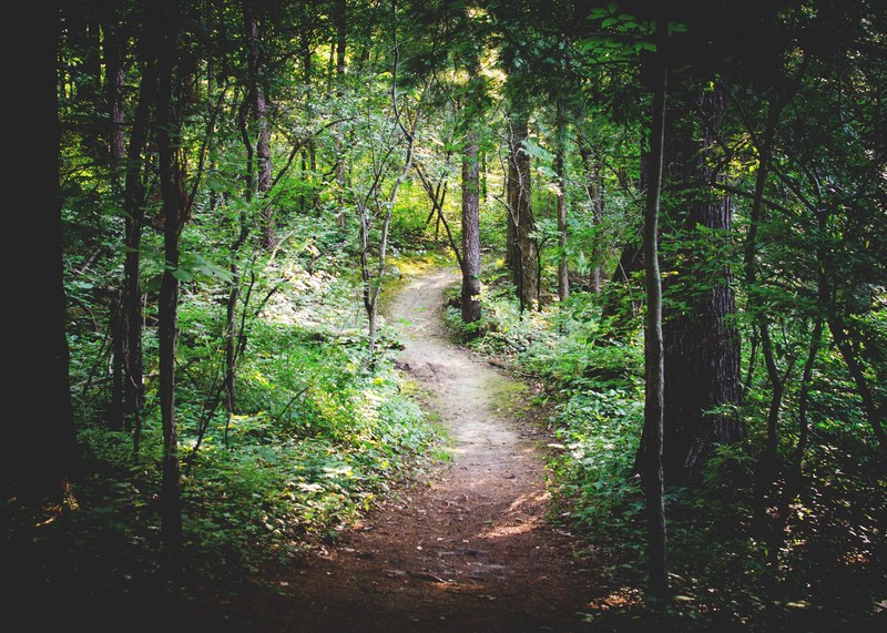 a dirt trail in a forest with green leaves trees and plants, the path less traveled 4k