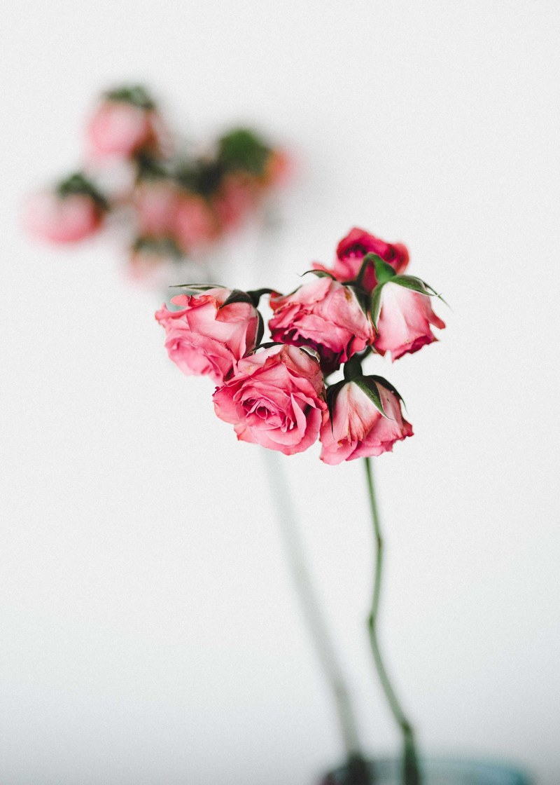 flower rose blossom and bloom hd, 4k