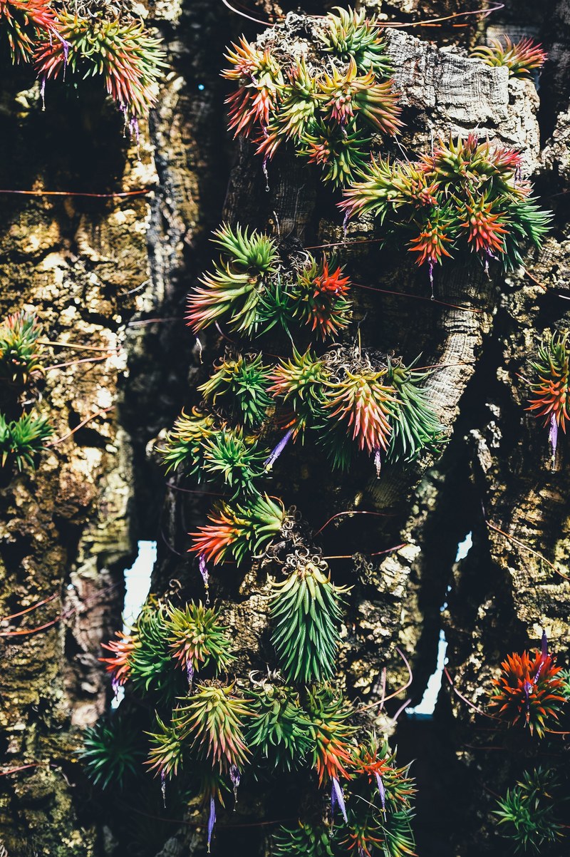 succulent plant bark and grow hd, 4k