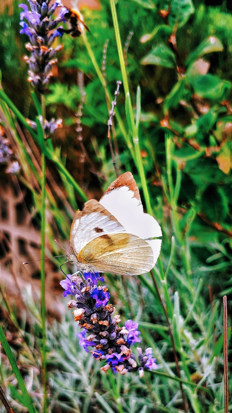 a large butterfly on a purple flower, _large butterfly on flower 4k