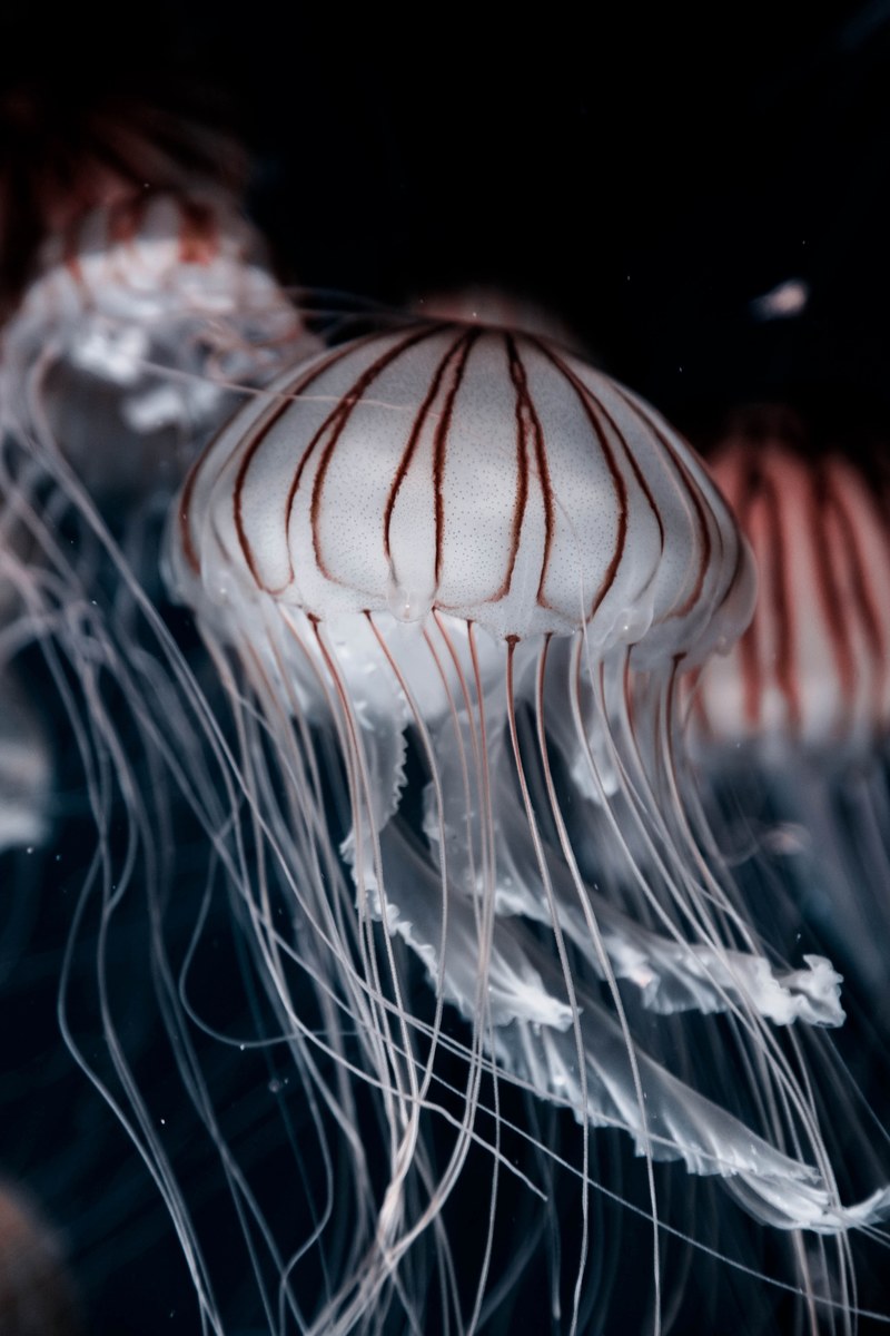 jellyfish underwater detail and tentacle hd, 4k