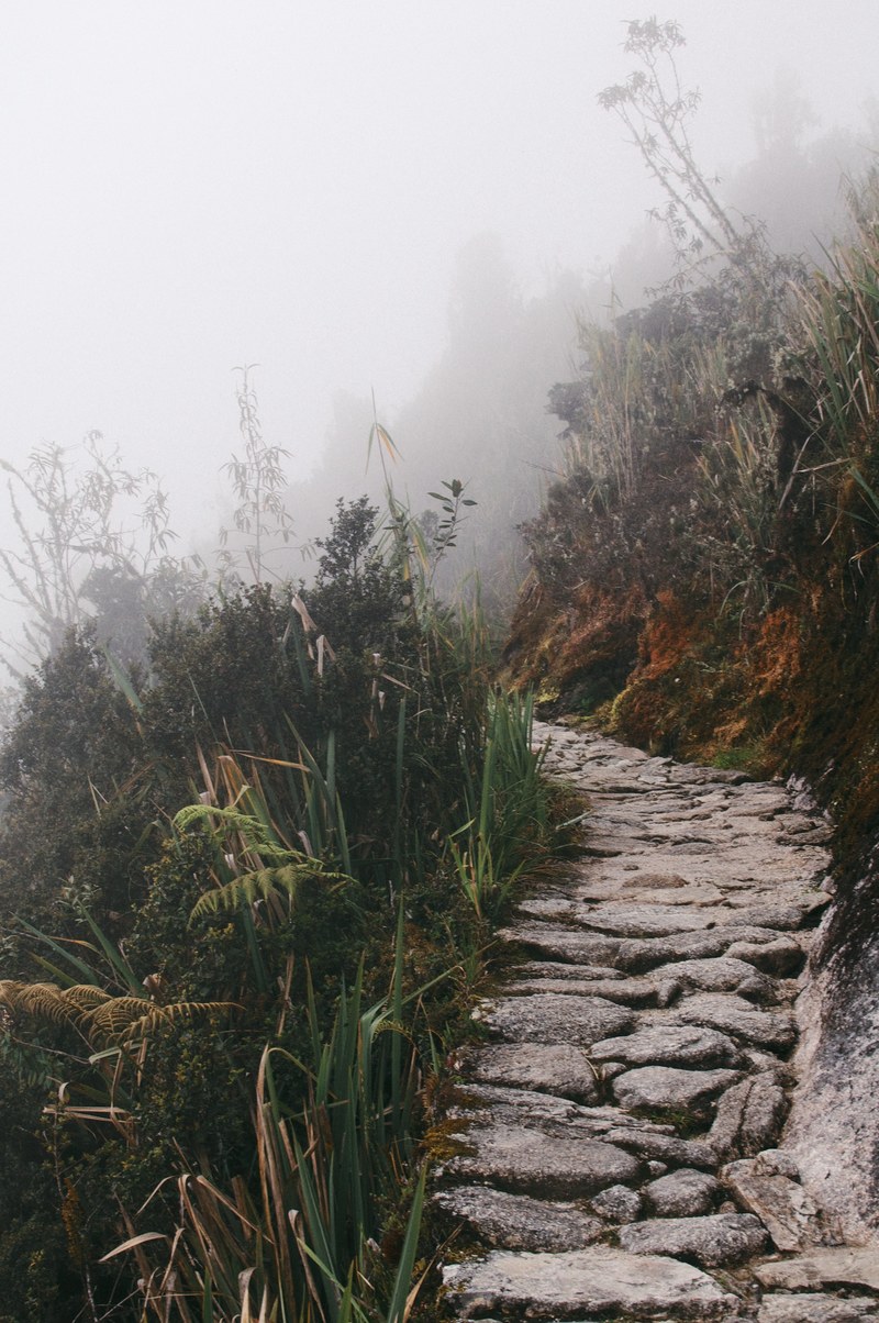 stone trail path lined by tall gray foliage in peru, walking through peru 4k