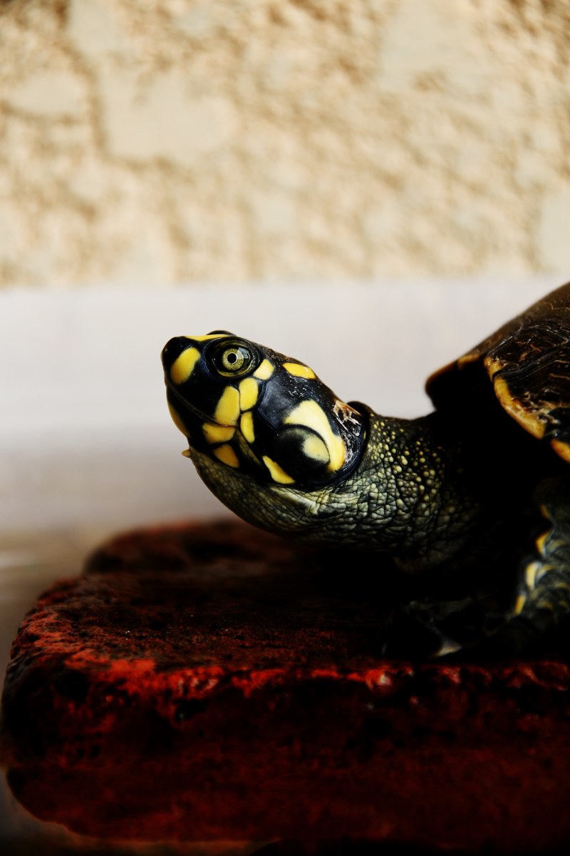 a yellow spotted turtles profile, yellow spotted turtle 4k