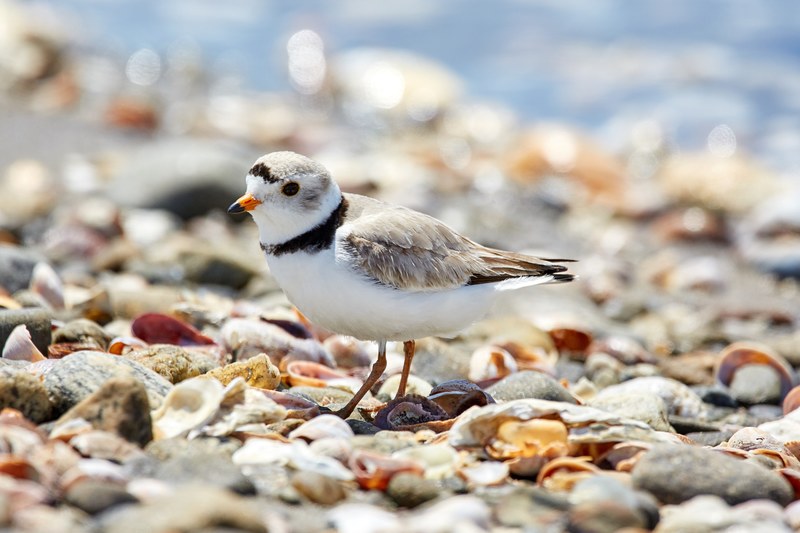 piping plover 4k