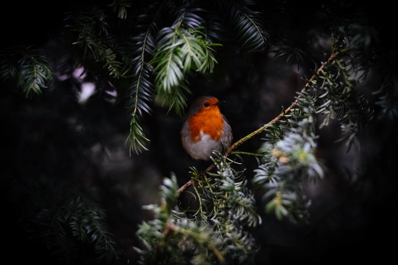 bird with red face perched on pine tree with snow on needles, robin on pine tree and snow 4k
