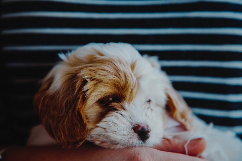 adorable fluffy puppy rests its head in a persons hands, princess 4k