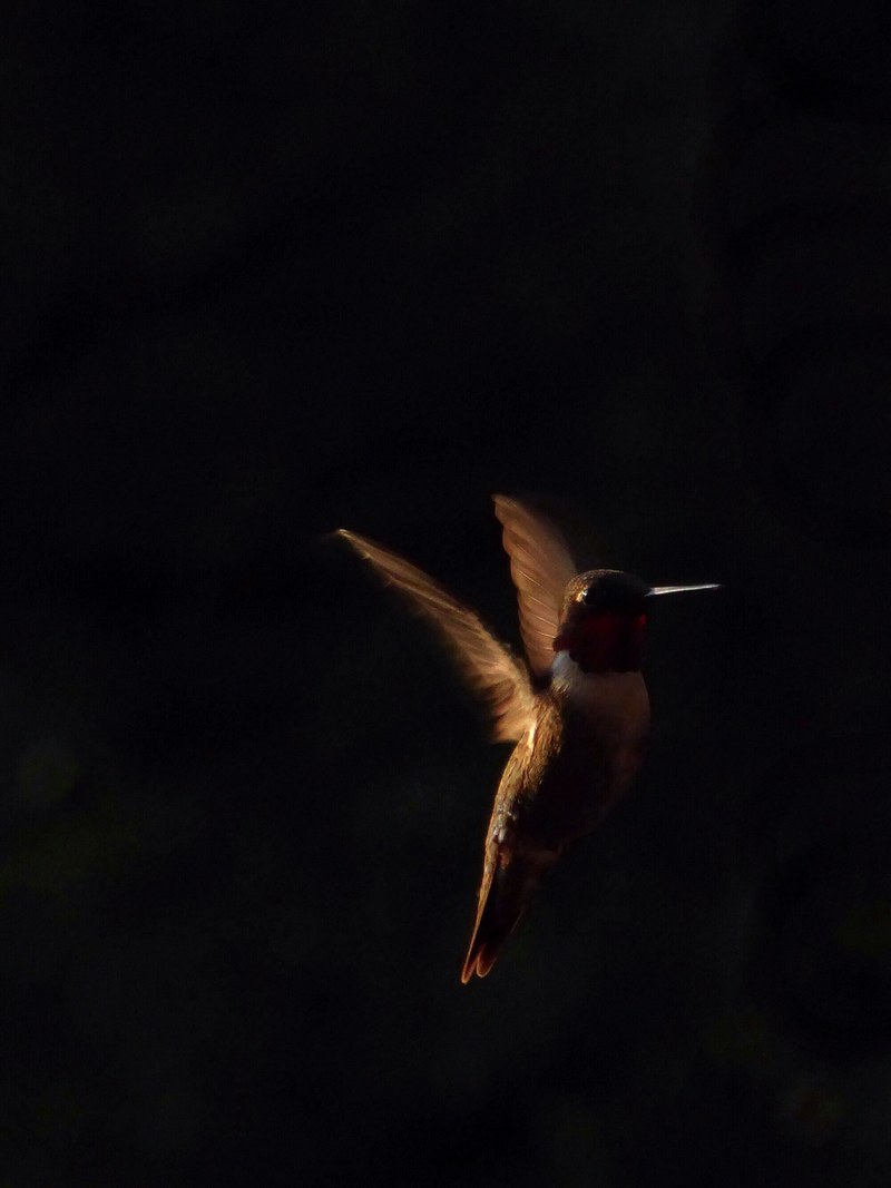 portrait of a hummingbird in flight against a dark background, hummingbird in the dark 4k