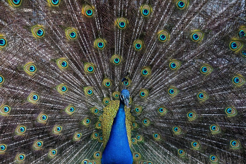 colorful blue peacock presents its feathers proudly, peacock plumage 4k