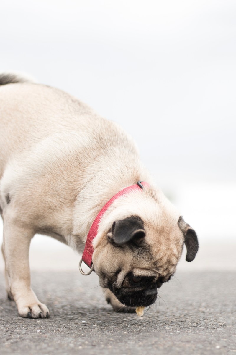 dog pug eating and pet hd, 4k
