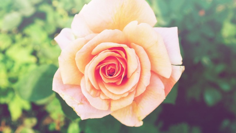 a light pink rose in full bloom, blooming rose 4k