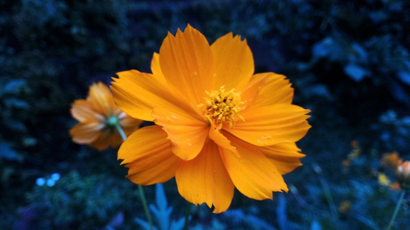 a yellow french marigold flower against a dark background, radiant french marigold 4k