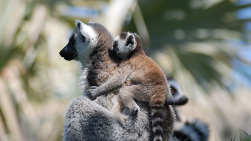 lemur, cub, couple, care, 4k