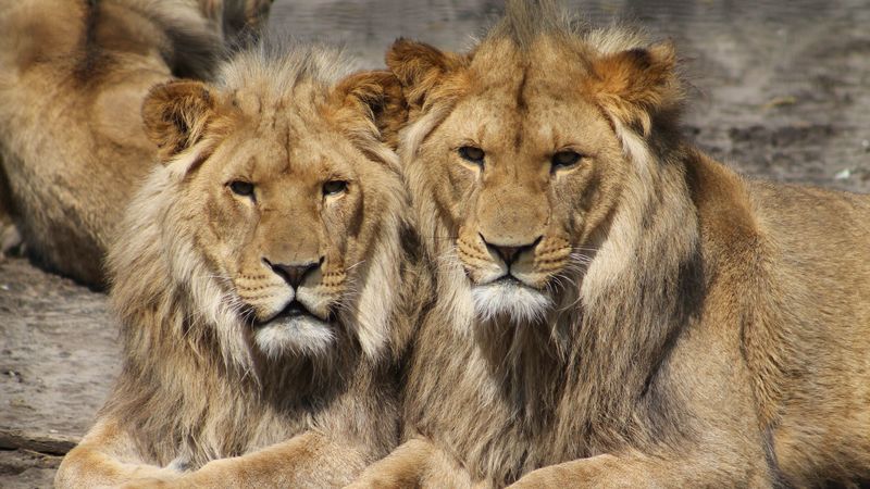 lions, couple, predators, 4k