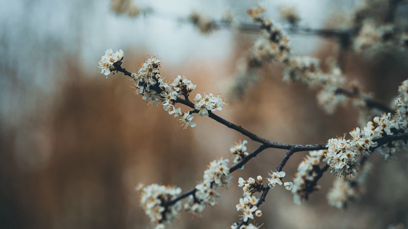 flowers, bloom, garden, spring, 4k