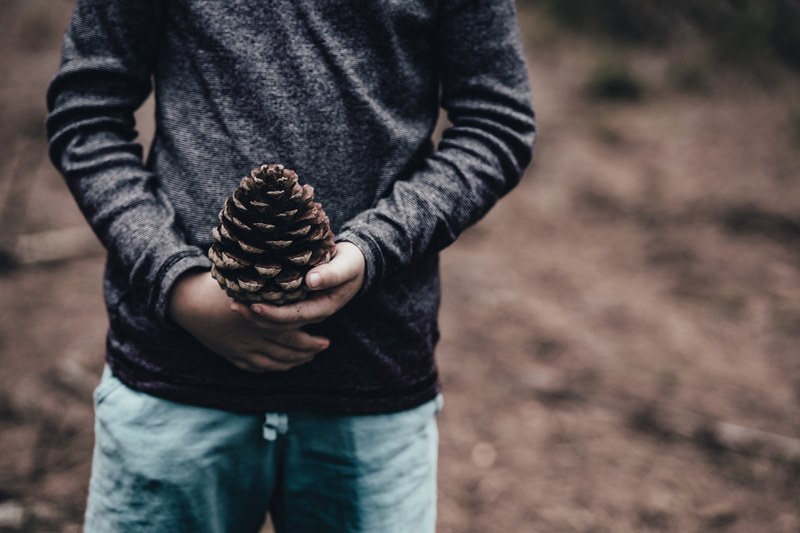boy hand holding and pinecone 4k
