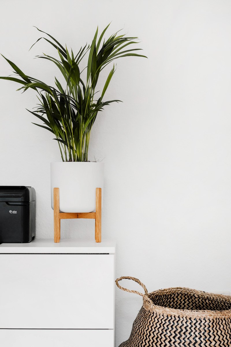 plant planter home and white hd, 4k