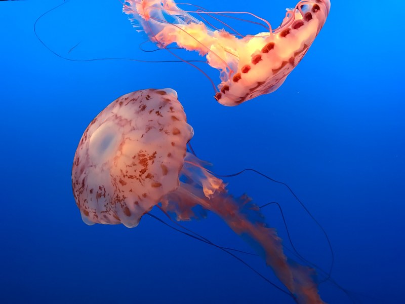 delicate orange jelly fish swim gracefully in the blue ocean, jellyfish 4k