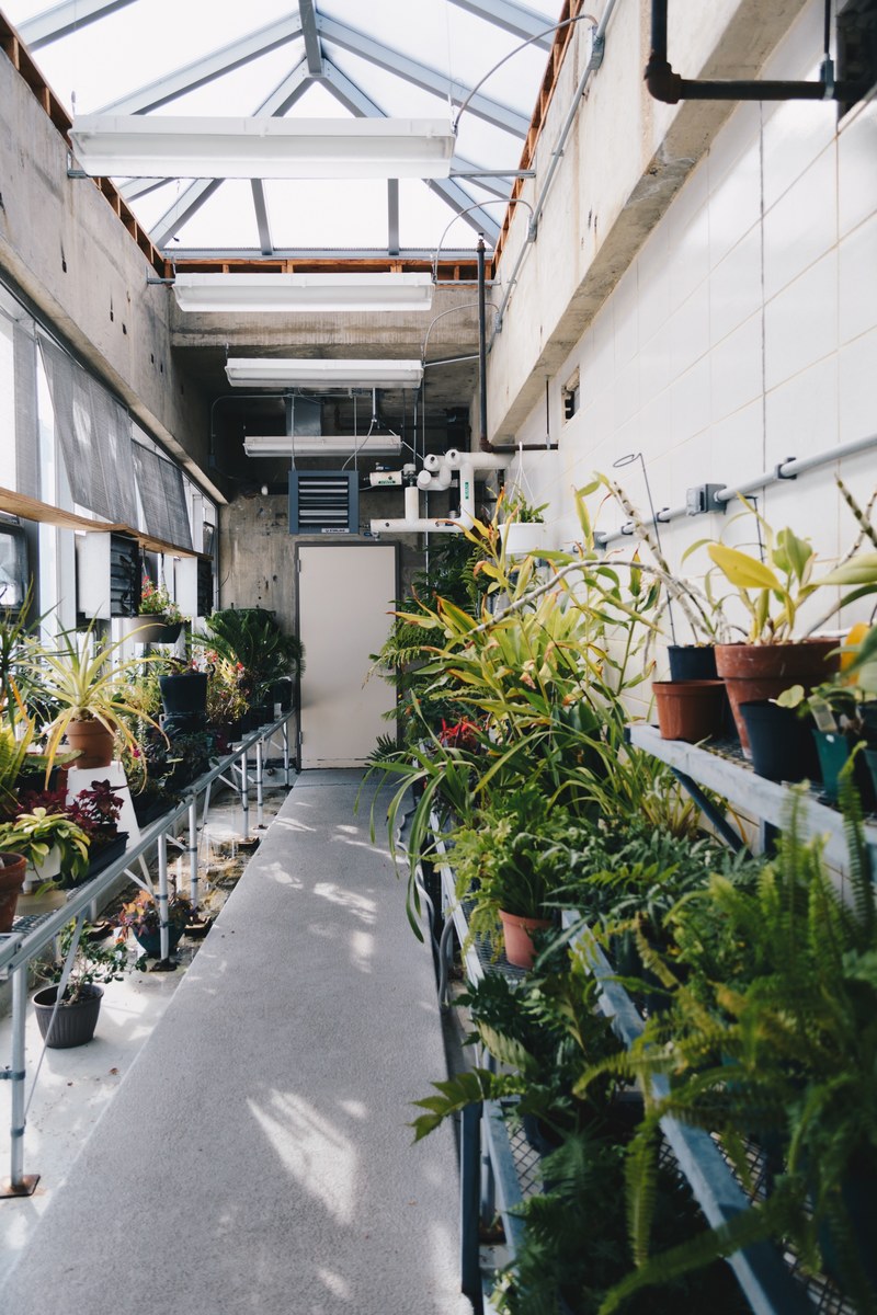 potted plants on shelves in a greenhouse, greenhouse 4k