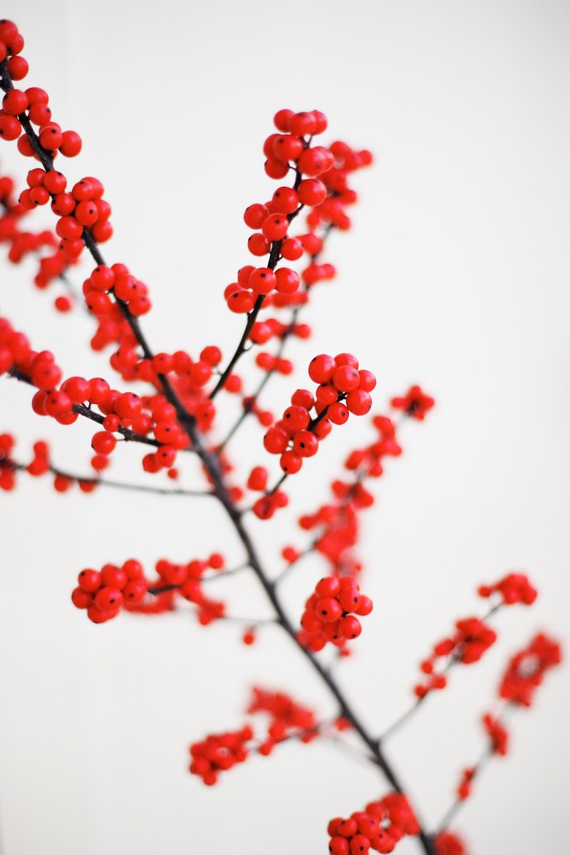 a branch covered in ripe red berries against a white background, red berry branch on white 4k