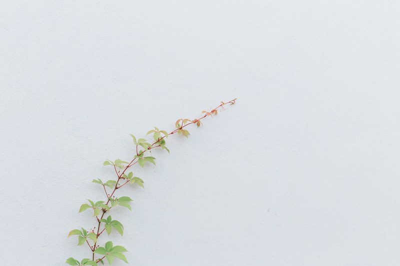 vine in salina aeolian islands 4k