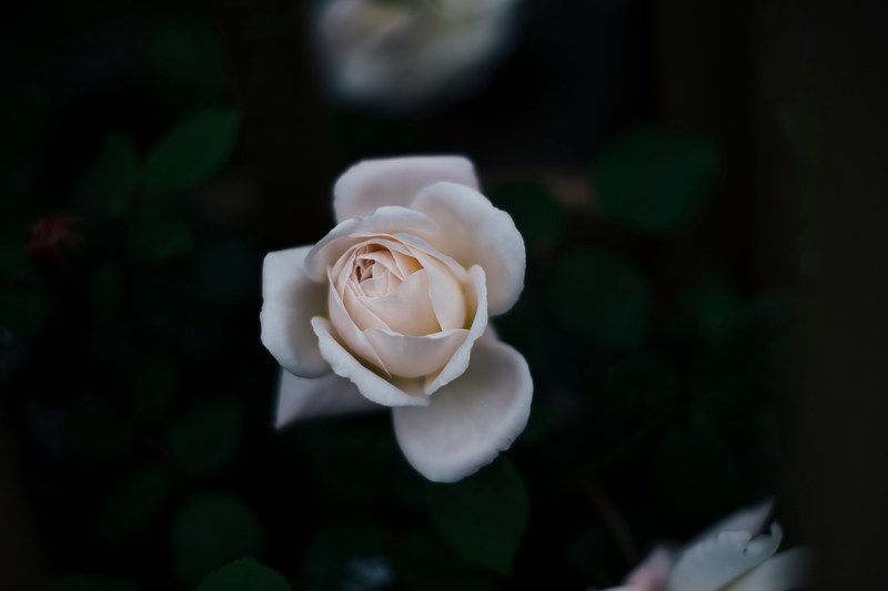 white rose starting to blossom in a dark botanical garden, single white rose 4k