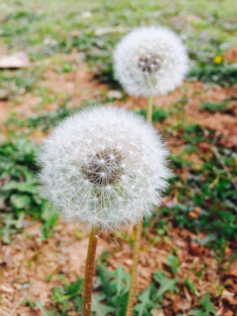 close up of two dandelion seed heads, two seeding dandelions 4k