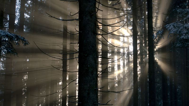 forest, rays, glow, 4k