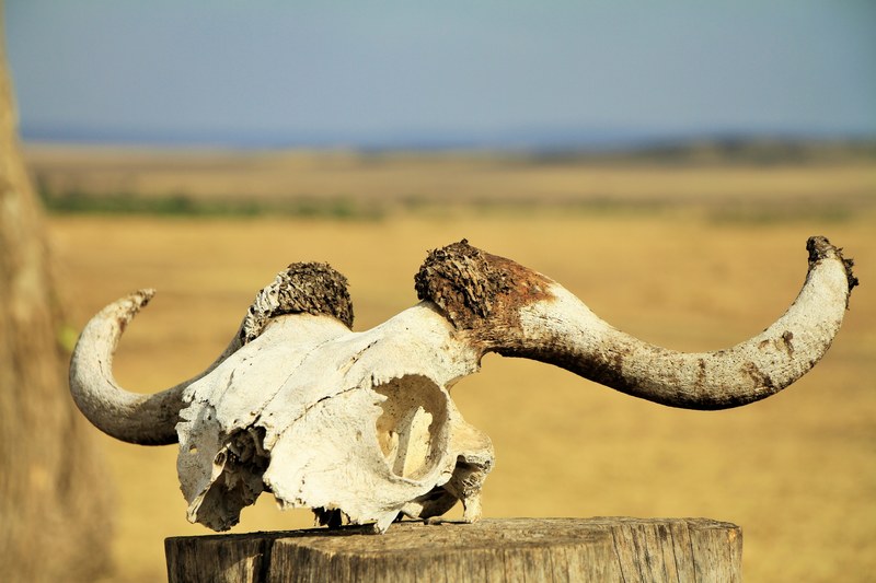 ram horns sheep and bone 4k