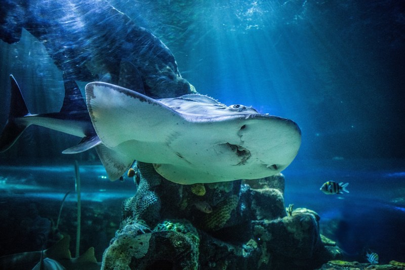 underwater shark 4k