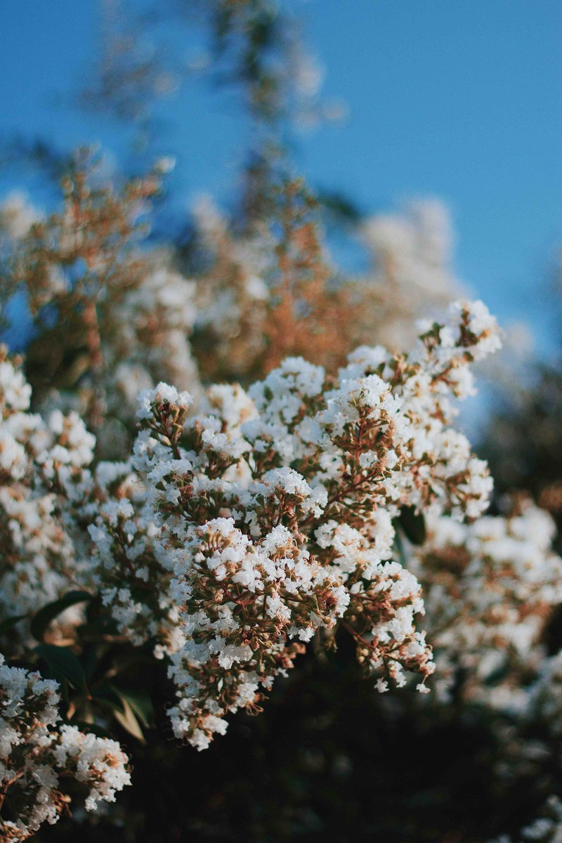 thick white blossom flowers on branch with clear blue sky in spring clarksville, blossom branch clarksville 4k