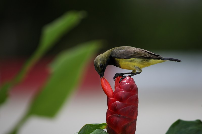 a small bird feeding on top of a red flower fruit, thirsty bird 4k