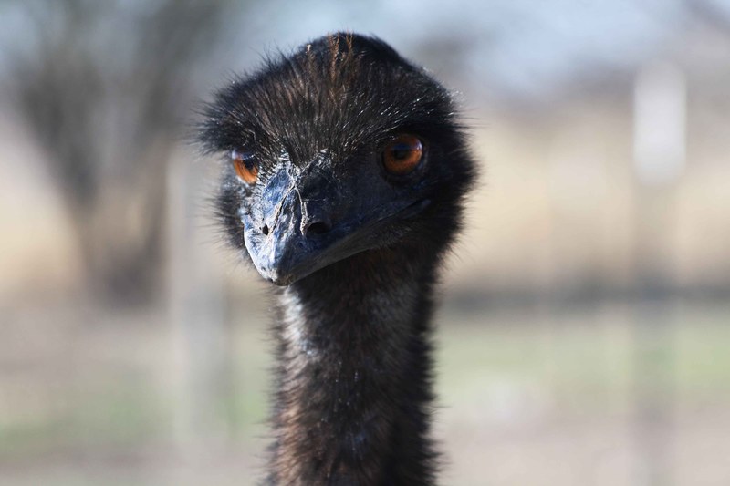 macro of a black ostrich with orange eyes, black ostrich 4k