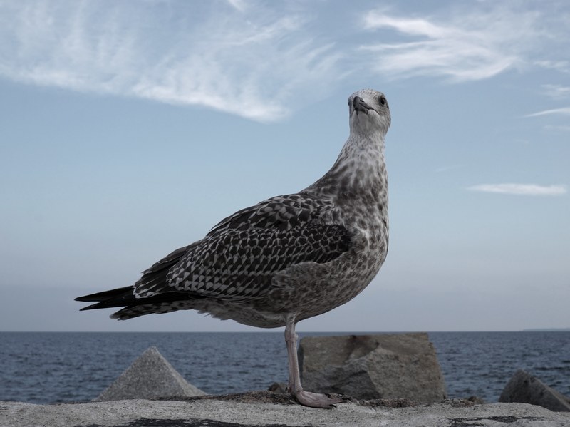 bird seagull sea and feather 4k