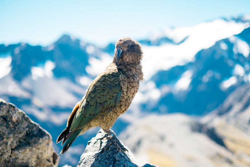 small bird looks over shoulder in midst of snowy mountains at arthurs pass, wild kea at the peak of the arthurs pass 4k