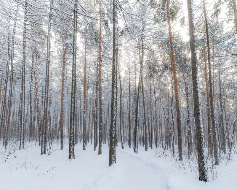 bare trees buried in the snow in the forest with a soft white glow, a forest in the snow 4k