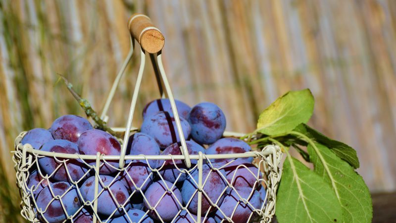 plum, fruit, basket, 4k