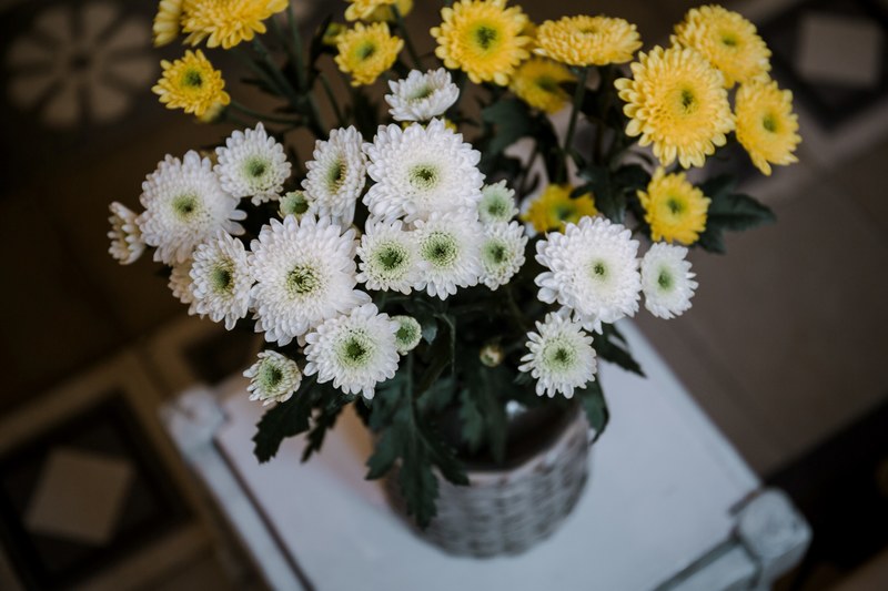 flower daisy flower arrangement and vase 4k