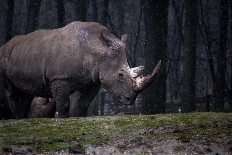 a rhinoceros at the burgers zoo standing near trees its tusk covered in the falling snow, rhino with a snow covered tusk burgers zoo 4k