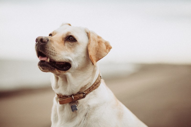 dog puppy animal and pet 4k