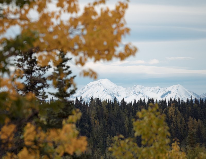 mountian tree leaves and autumn 4k