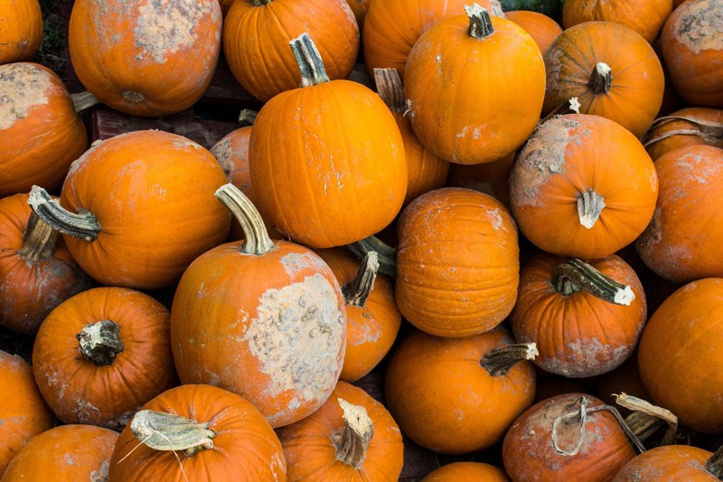 a collection of halloween pumpkins with stems with patches on them, pumpkins with patches 4k